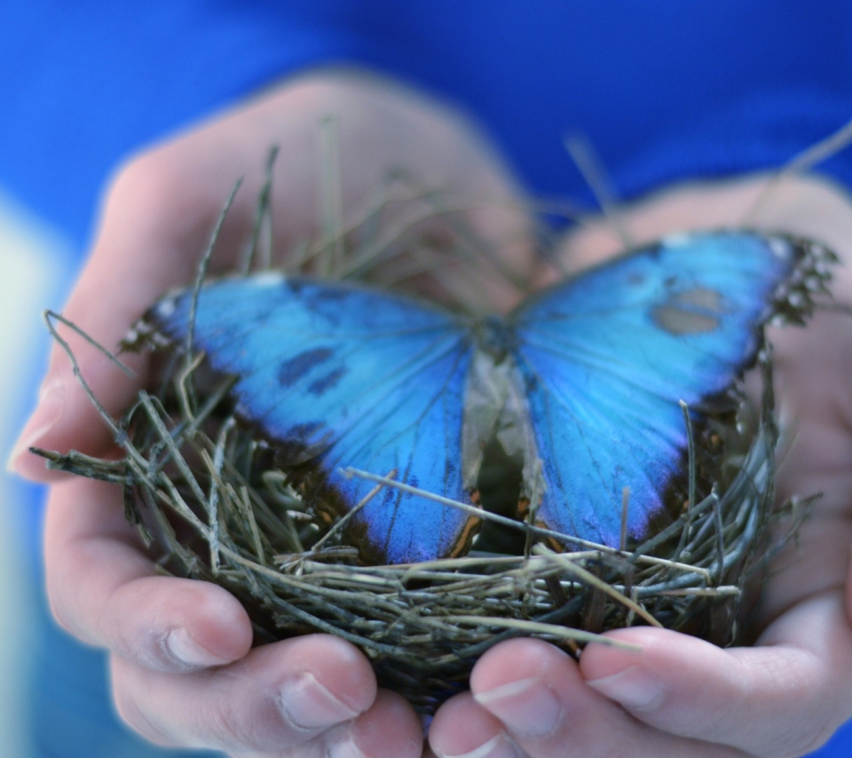 Das Blue Butterfly Wallpaper 960x854