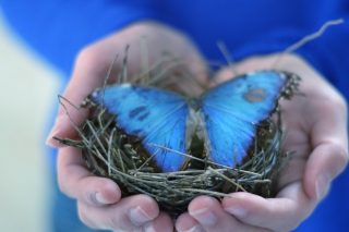 Blue Butterfly sfondi gratuiti per Nokia Asha 200