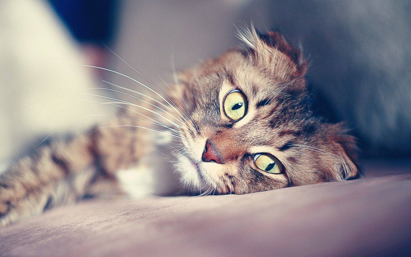 Sfondi Cute Cat 1440x900