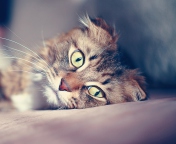 Cute Cat wallpaper 176x144