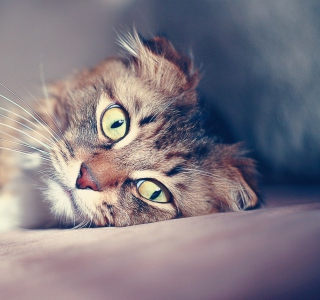 Cute Cat sfondi gratuiti per iPad mini