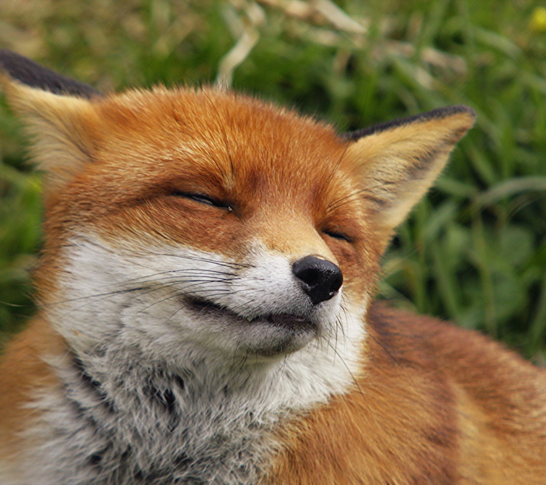 Das Happy Fox Wallpaper 1080x960