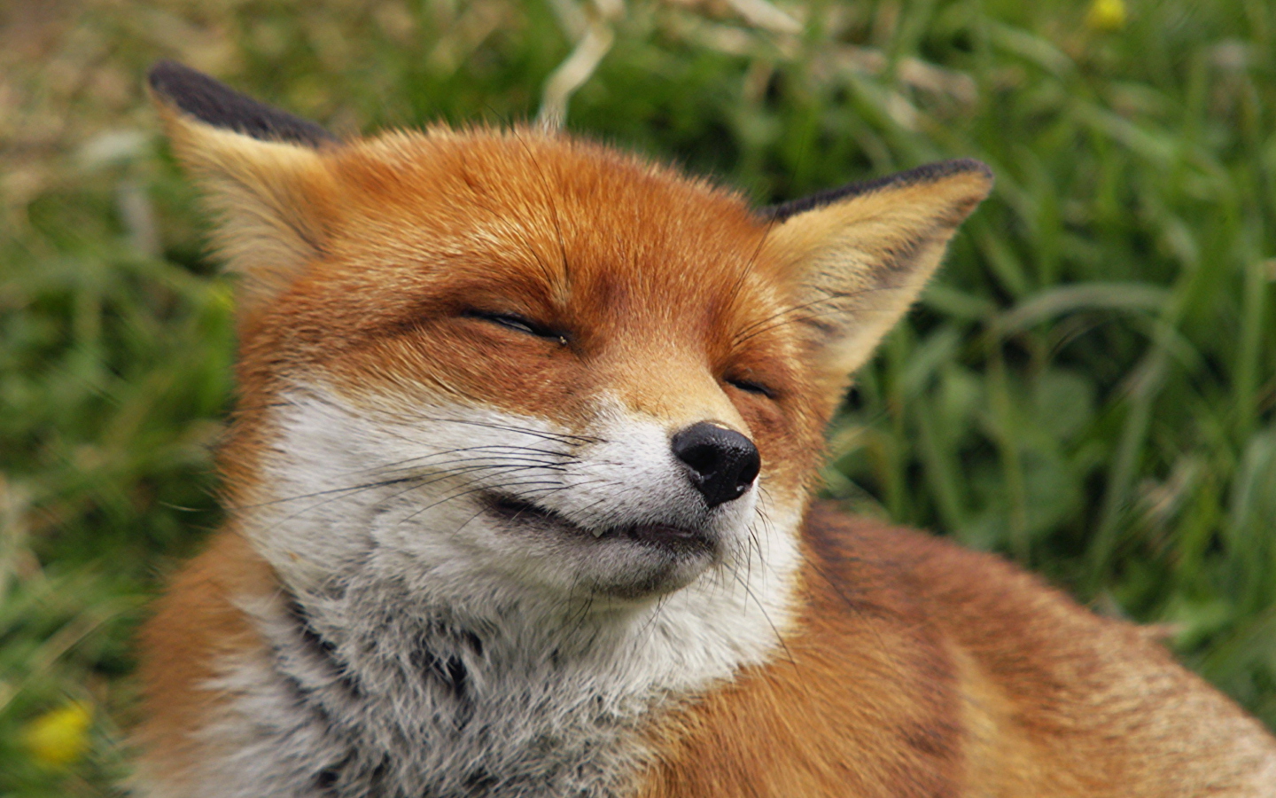 Happy Fox screenshot #1 1440x900