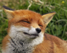 Das Happy Fox Wallpaper 220x176