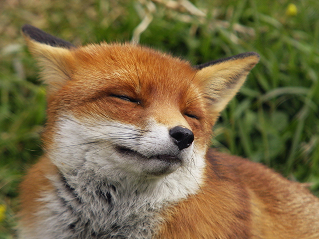 Das Happy Fox Wallpaper 640x480