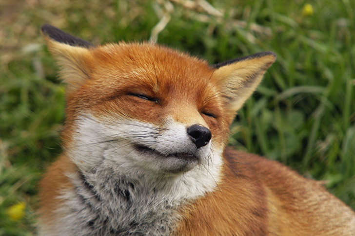 Обои Happy Fox