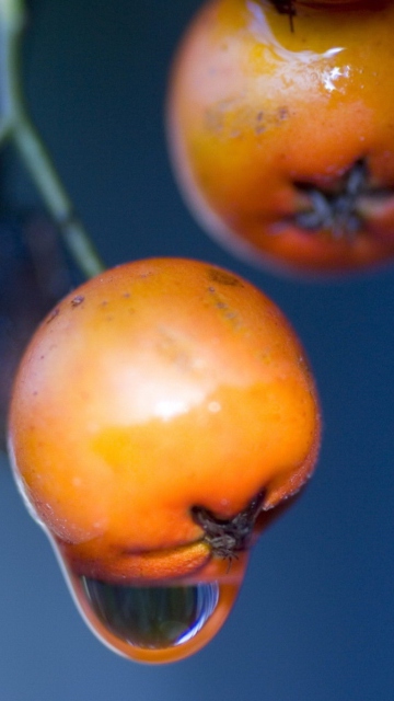 Sfondi Spring Berries 360x640