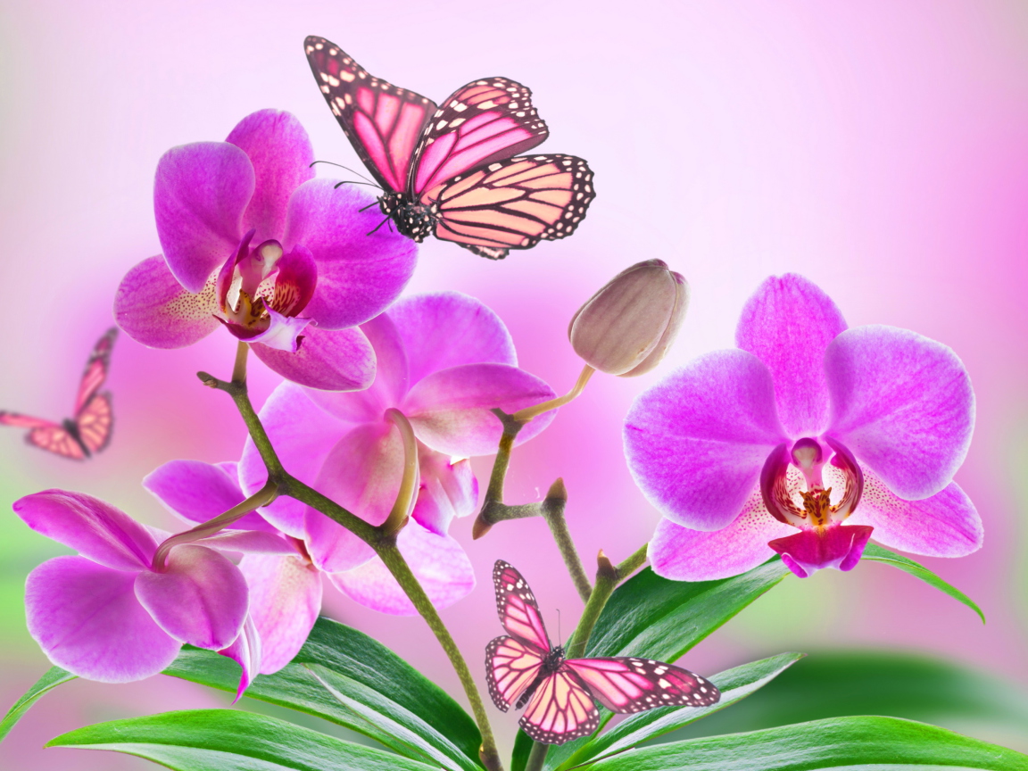 Fondo de pantalla Orchids 1152x864