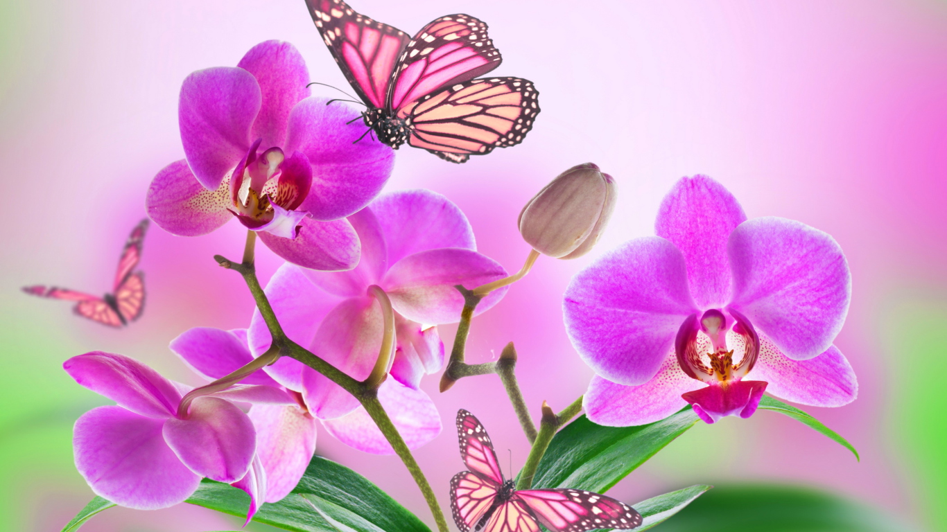 Fondo de pantalla Orchids 1366x768