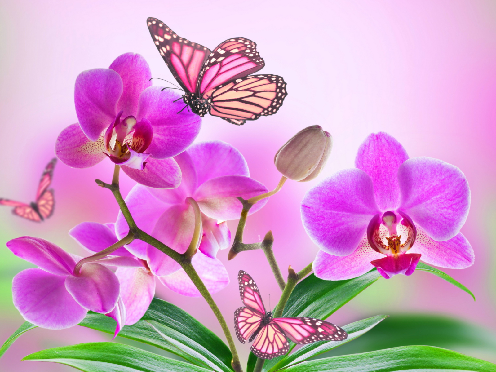 Fondo de pantalla Orchids 1600x1200