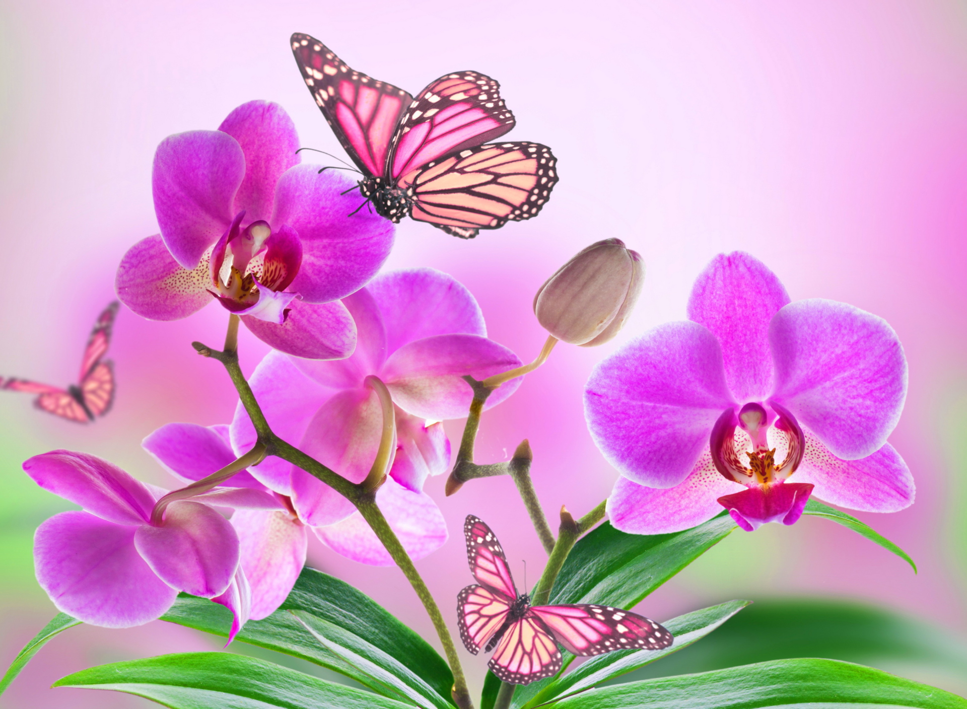 Fondo de pantalla Orchids 1920x1408