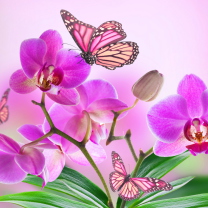 Fondo de pantalla Orchids 208x208