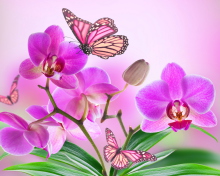 Fondo de pantalla Orchids 220x176