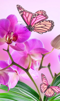 Das Orchids Wallpaper 240x400