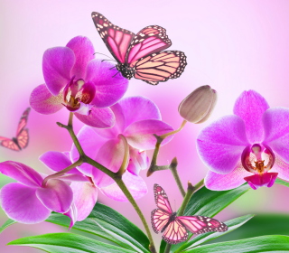 Orchids - Obrázkek zdarma pro 208x208