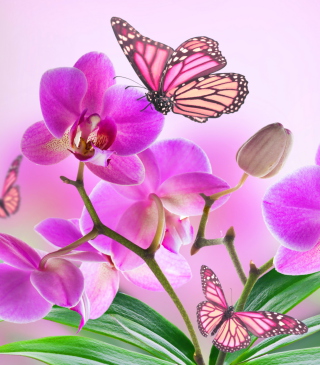 Kostenloses Orchids Wallpaper für Samsung S7250 Wave M