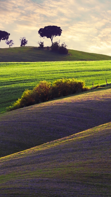 Trees On Hill wallpaper 360x640