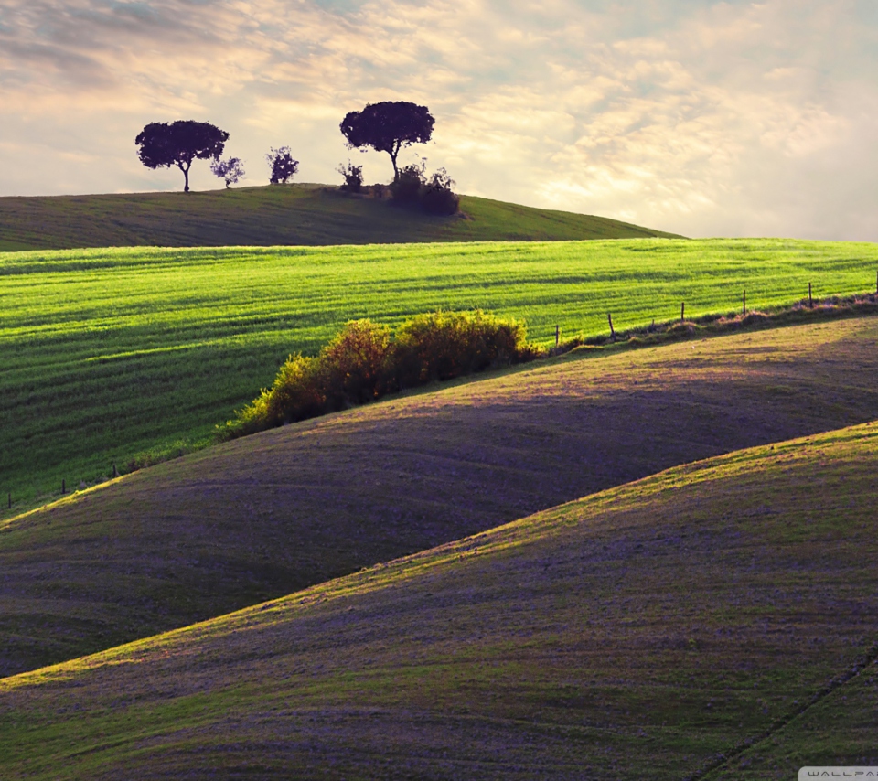 Sfondi Trees On Hill 960x854