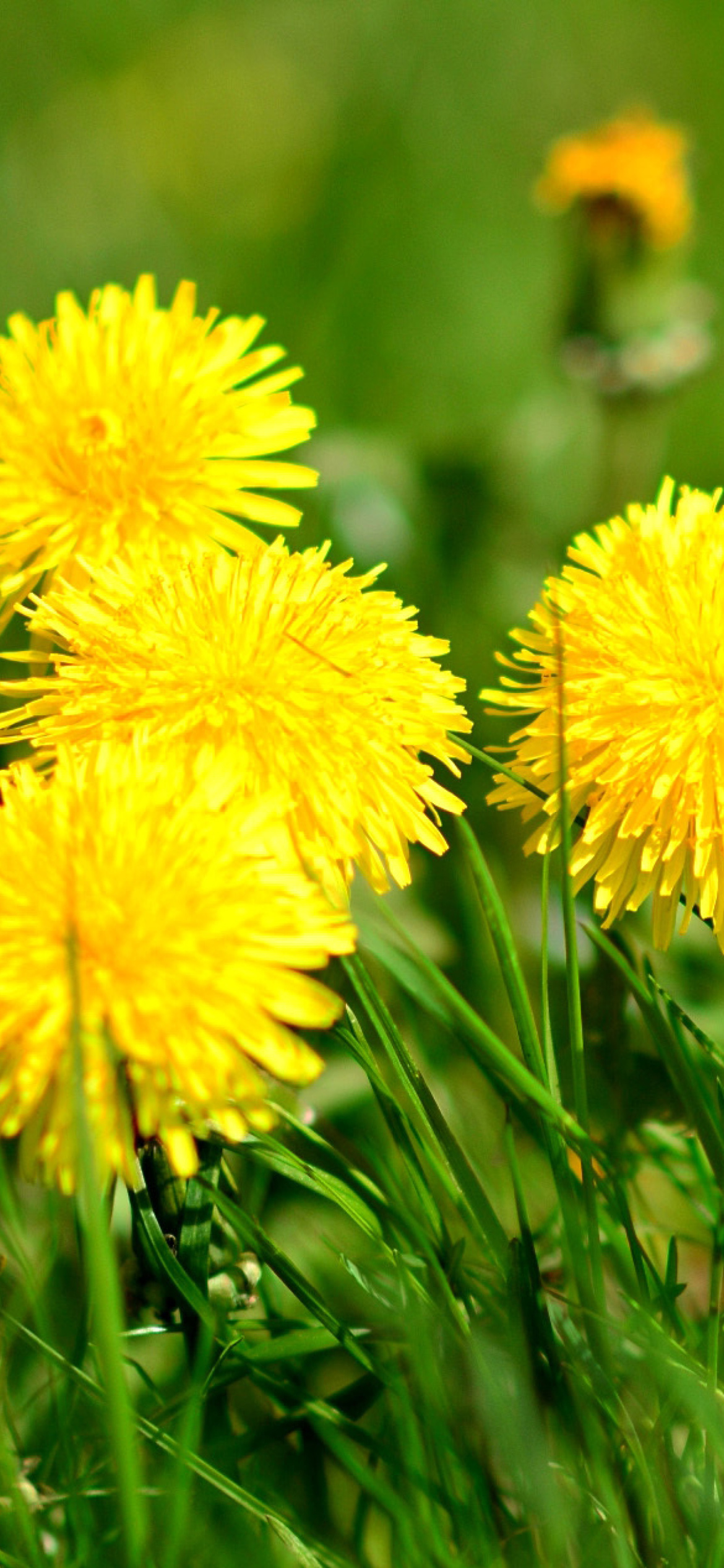 Dandelions HDR wallpaper 1170x2532