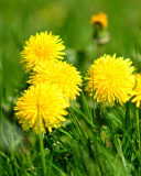 Обои Dandelions HDR 128x160