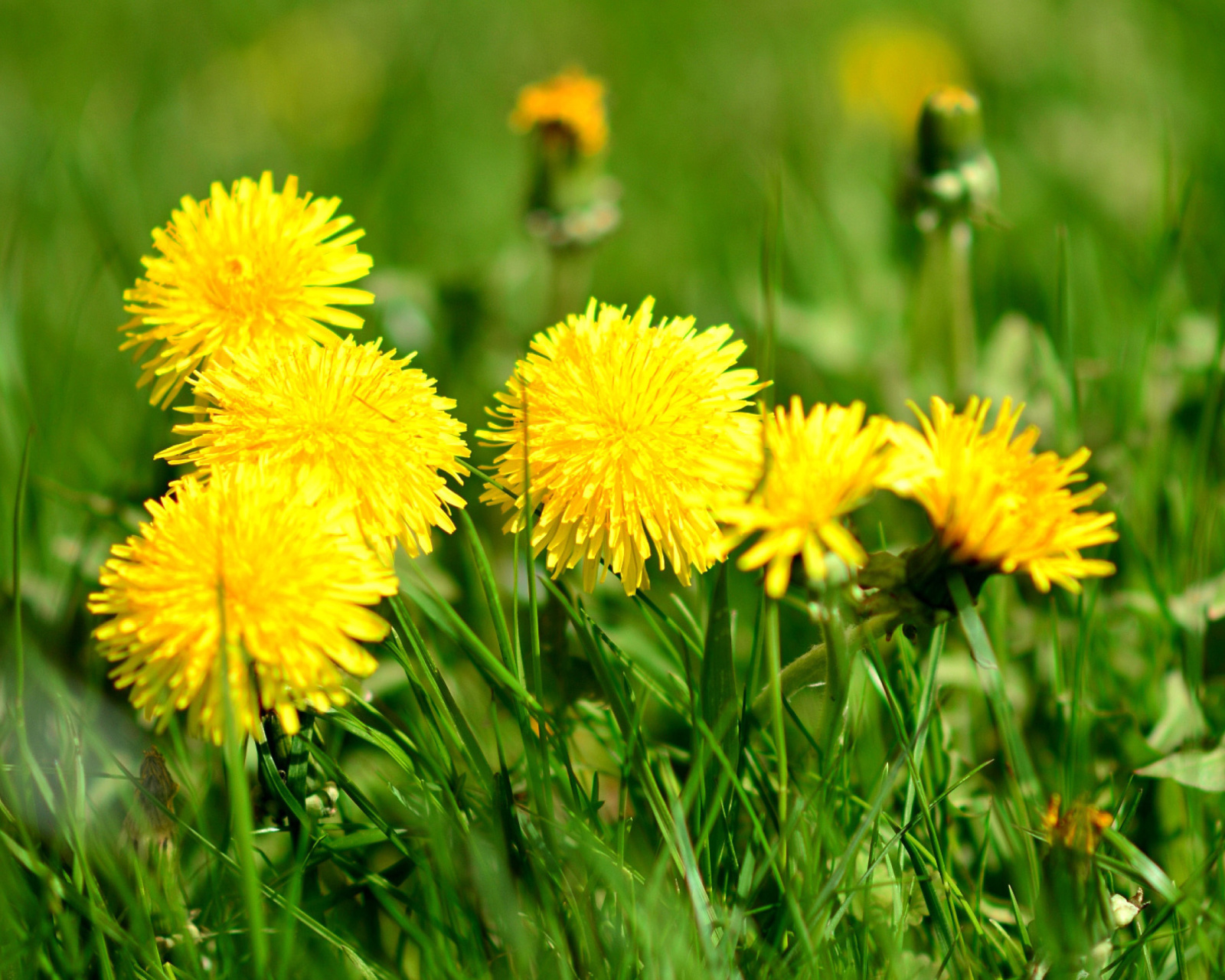 Обои Dandelions HDR 1600x1280