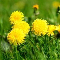 Fondo de pantalla Dandelions HDR 208x208