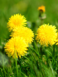 Dandelions HDR wallpaper 240x320