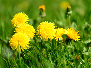 Обои Dandelions HDR 320x240