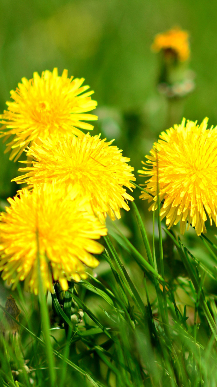 Das Dandelions HDR Wallpaper 750x1334