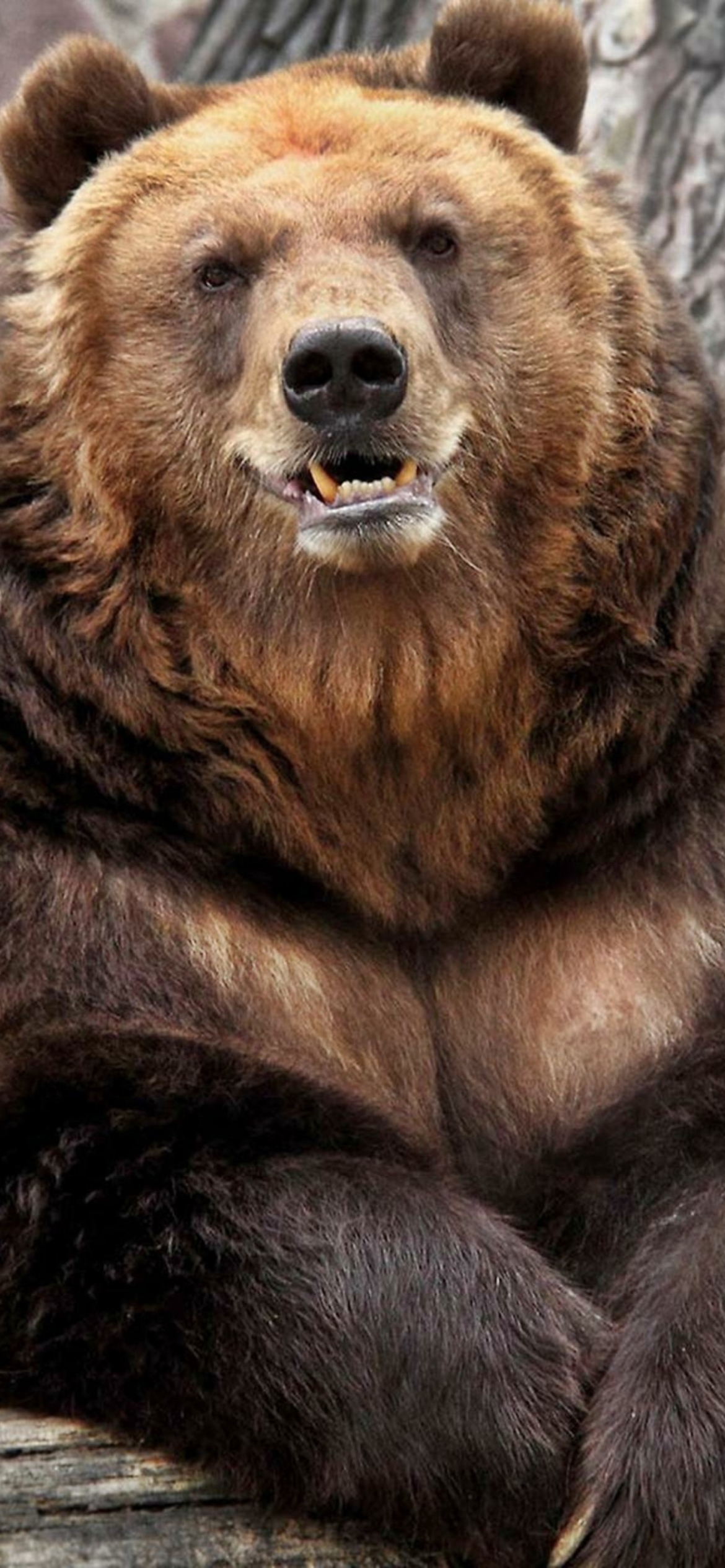 1080x1920 Grizzly Bear Wallpapers for IPhone 6S 7 8 Retina HD
