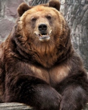 Fondo de pantalla Grizzly bear 128x160