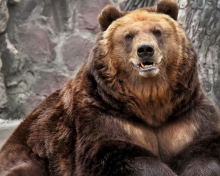 Sfondi Grizzly bear 220x176