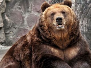 Grizzly bear wallpaper 320x240