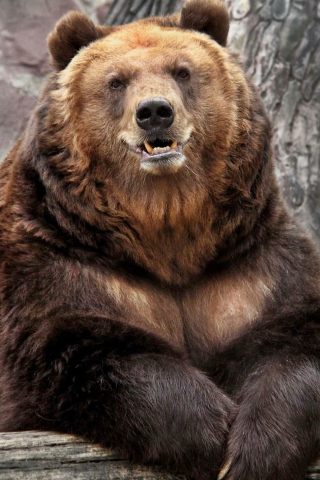 Grizzly bear wallpaper 320x480
