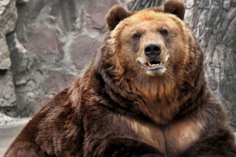 Grizzly bear wallpaper 480x320