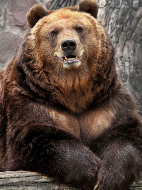 Fondo de pantalla Grizzly bear 480x640