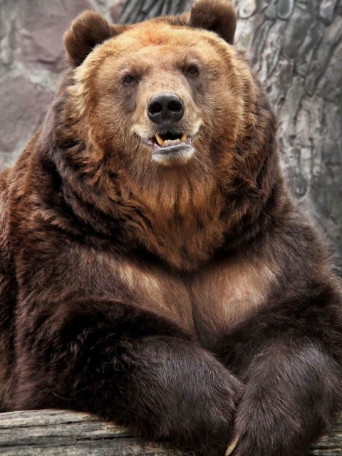 Обои Grizzly bear 480x640