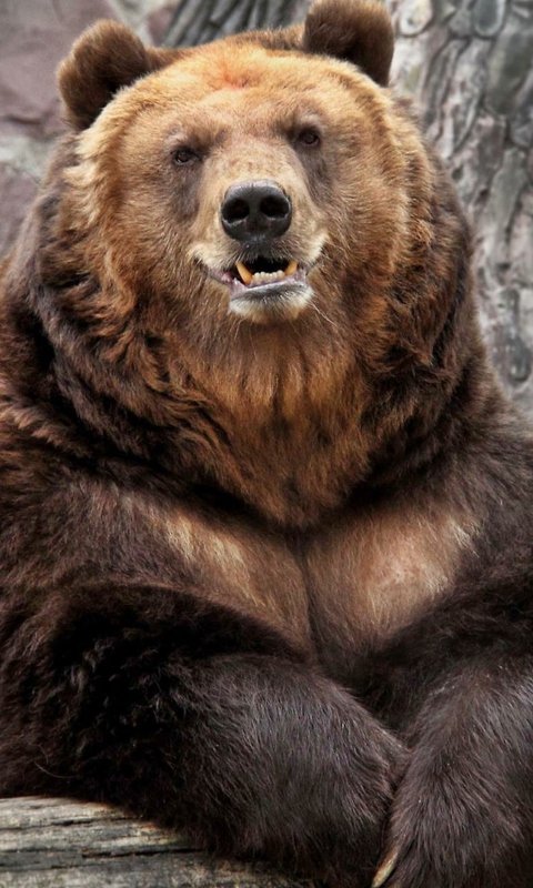 Grizzly bear wallpaper 480x800