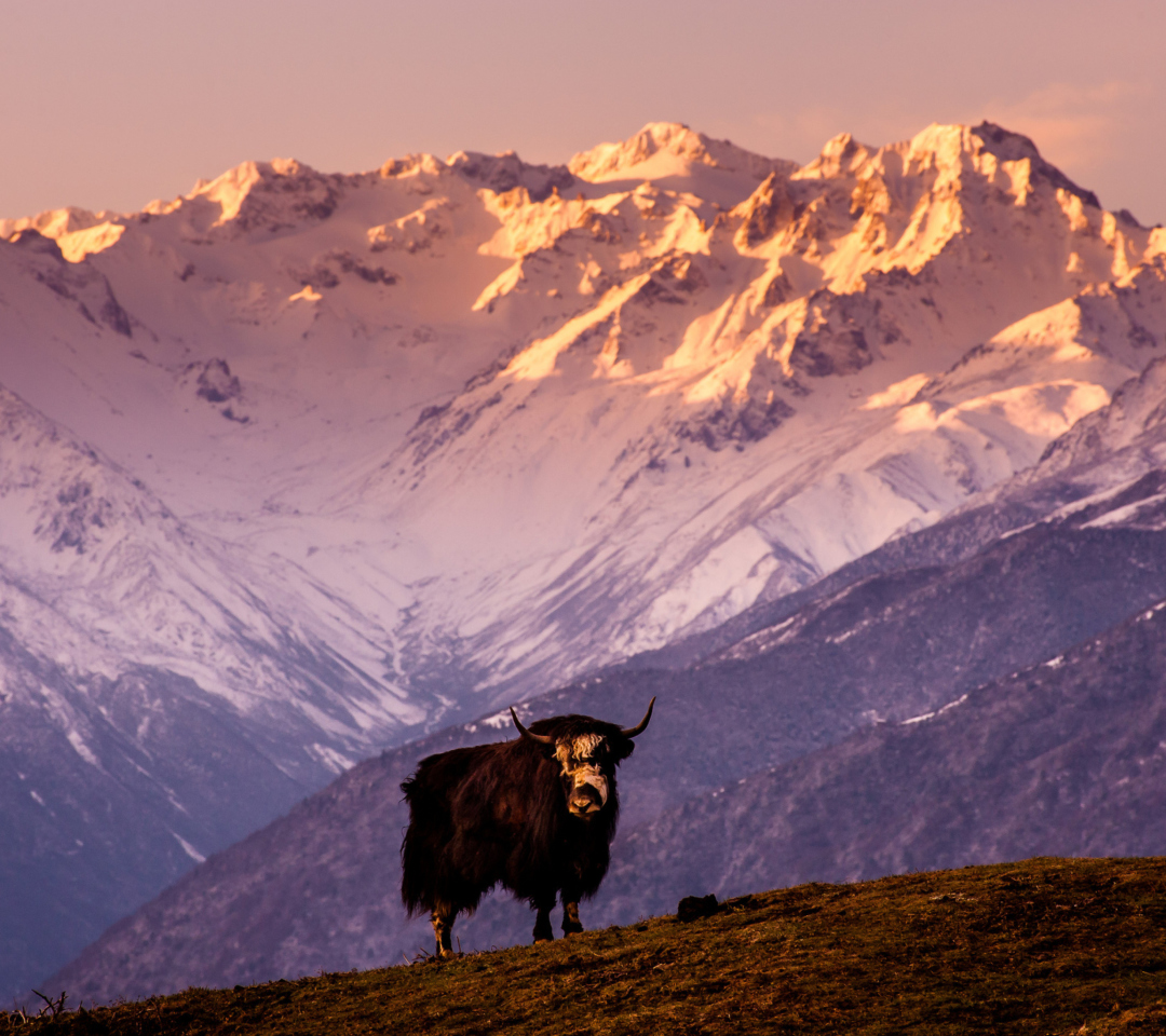 Yak In Tibet wallpaper 1080x960