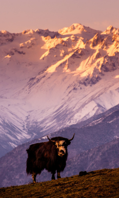 Das Yak In Tibet Wallpaper 240x400