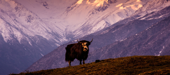 Yak In Tibet wallpaper 720x320