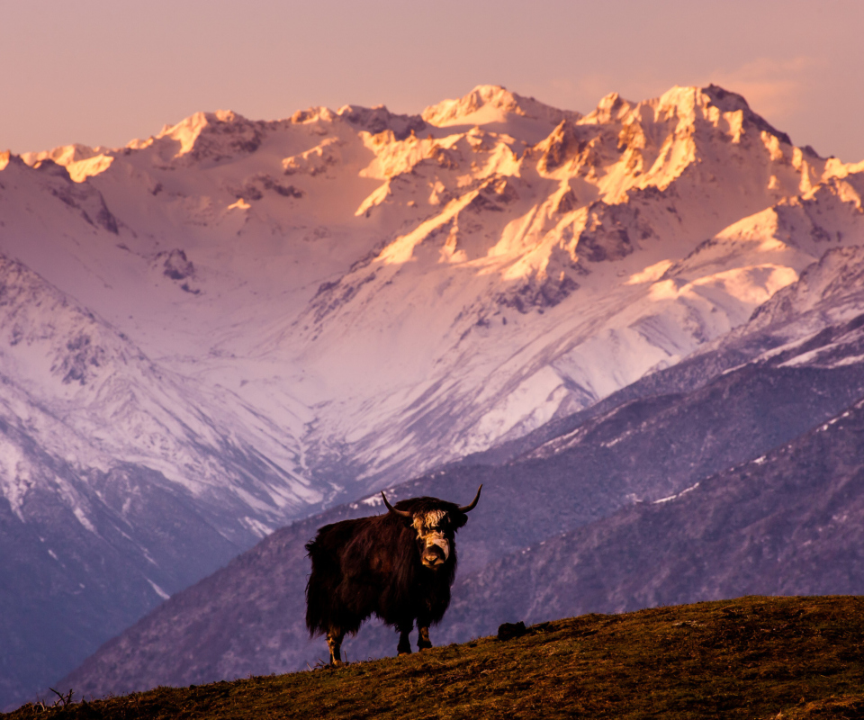 Обои Yak In Tibet 960x800