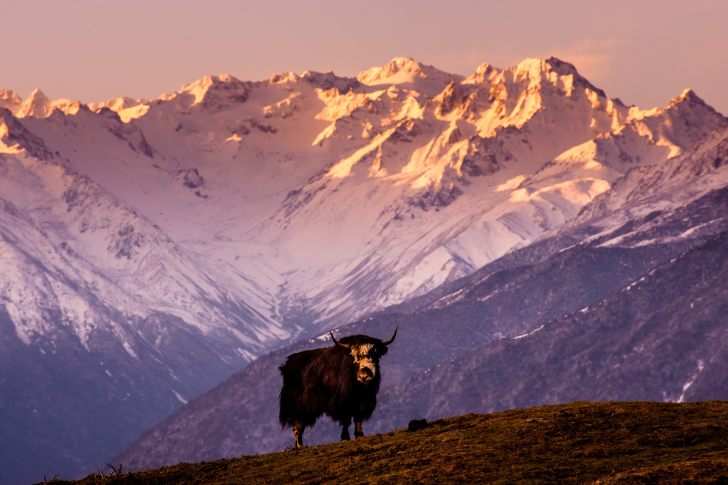 Yak In Tibet wallpaper