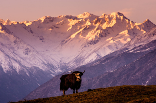 Yak In Tibet Background for Android, iPhone and iPad