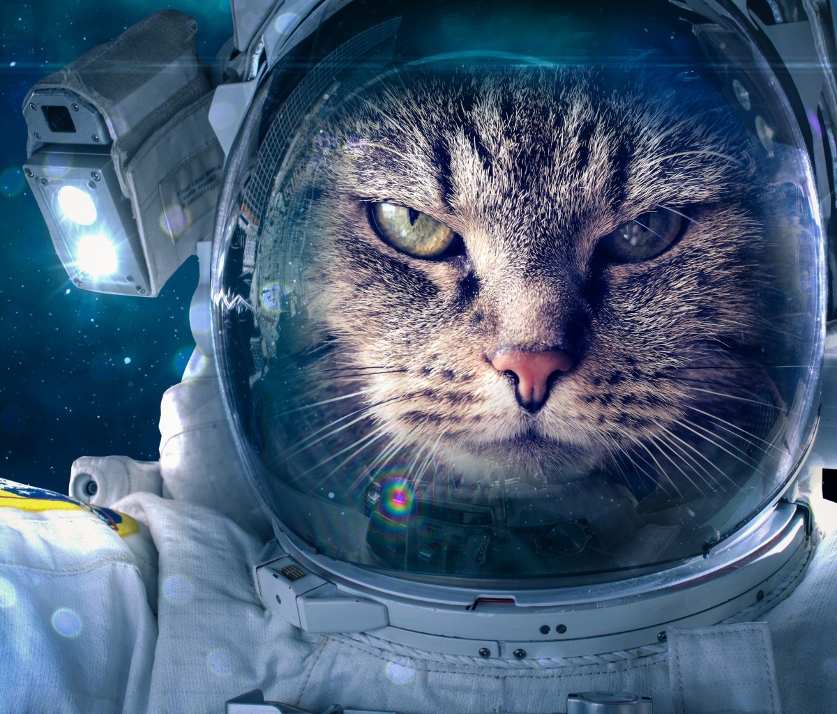 Обои Astronaut cat 1200x1024
