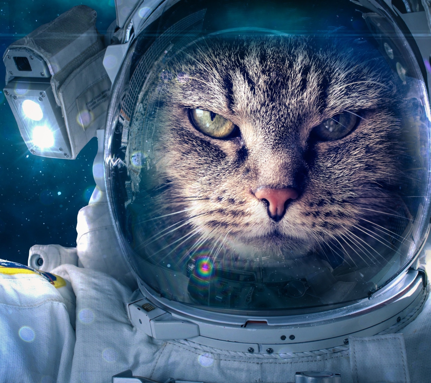 Das Astronaut cat Wallpaper 1440x1280