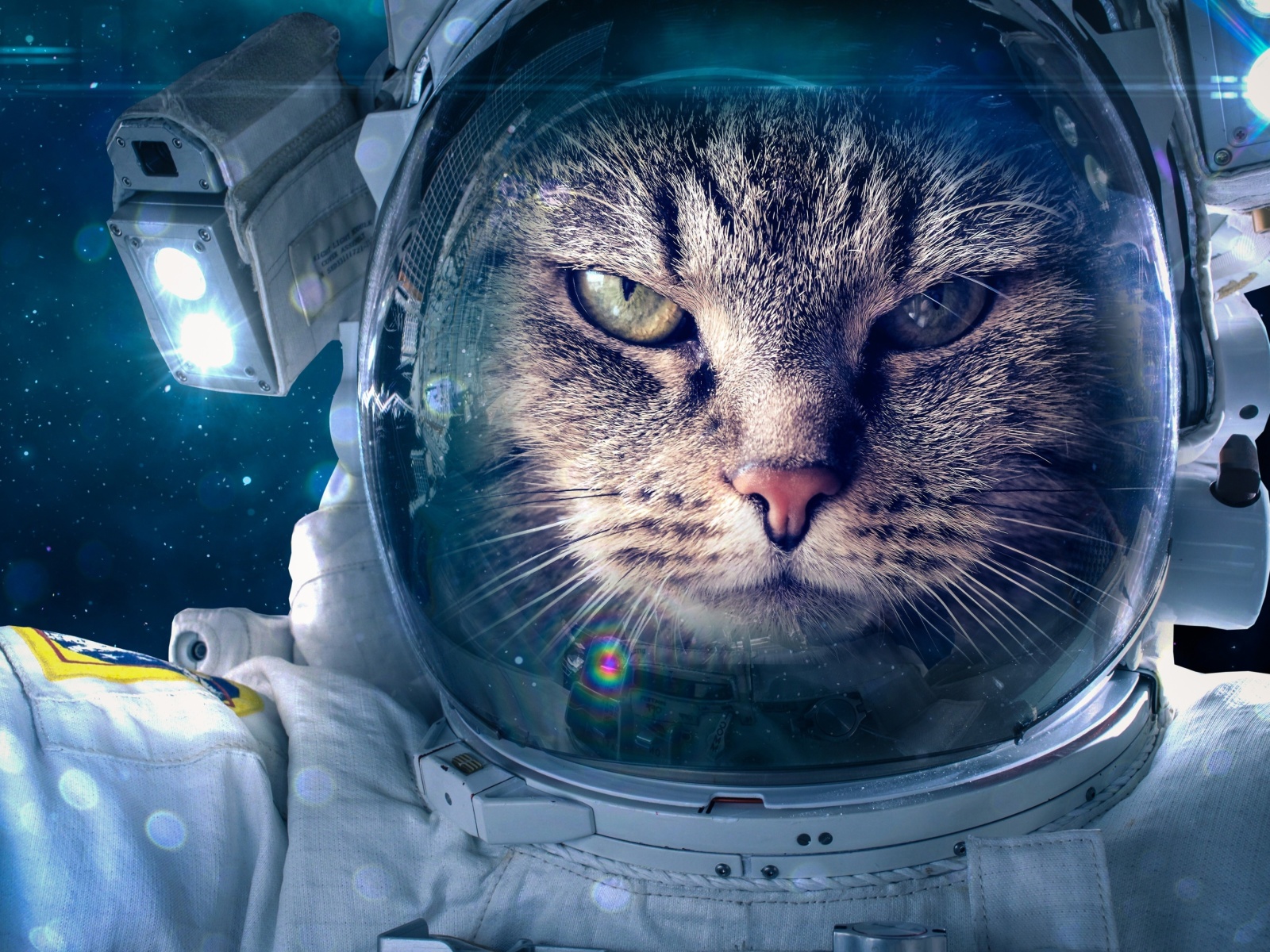 Astronaut cat wallpaper 1600x1200