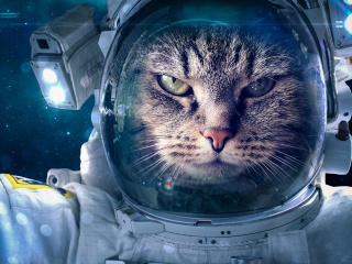 Das Astronaut cat Wallpaper 320x240