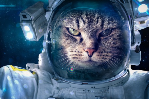 Обои Astronaut cat 480x320