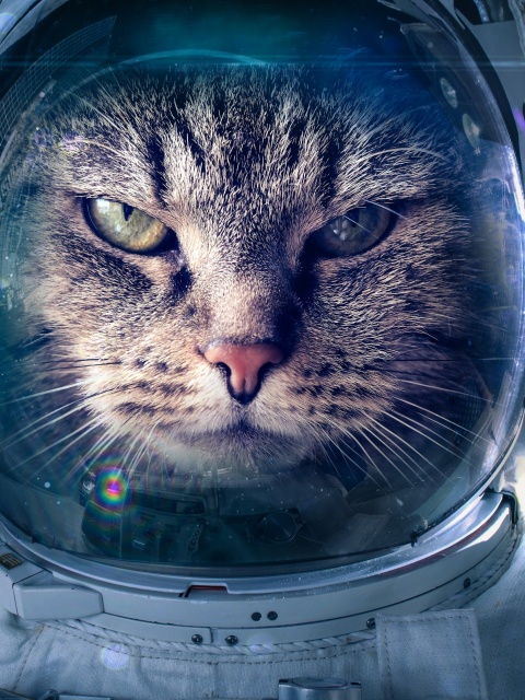 Обои Astronaut cat 480x640